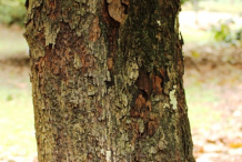 Trunk-of-Black-Sapote