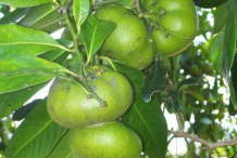Unripe-Black-Sapote-fruit
