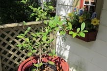 Camellia-sinensis-plant