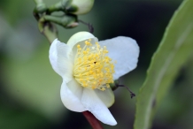 Close-view-of-Camellia-sinensis-flower