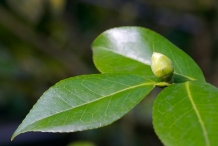 Flower-bud-of-Camellia-sinensis