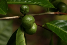 Fruit-of-Camellia-sinensis
