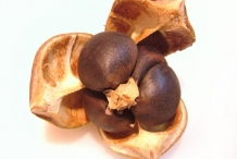 Seeds-of-Camellia-sinensis