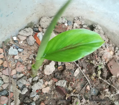 Small-Black-Turmeric-plant