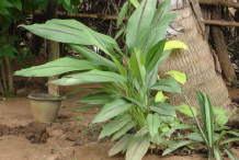 Black-Turmeric-Plant