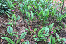 Black-Turmeric-farming
