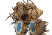 Black-Turmeric