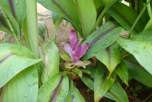 Flower-of-Black-Turmeric-plant