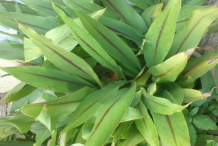 Leaves-of-Black-Turmeric