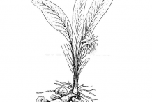 Sketch-of-Black-Turmeric