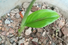 Small-Black-Turmeric-plant