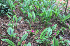 Black-Turmeric-farming