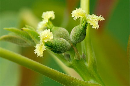 Black-walnut-bud