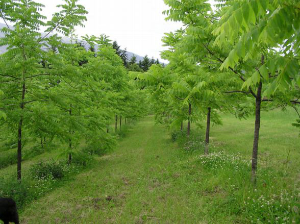 Black-walnut-farm
