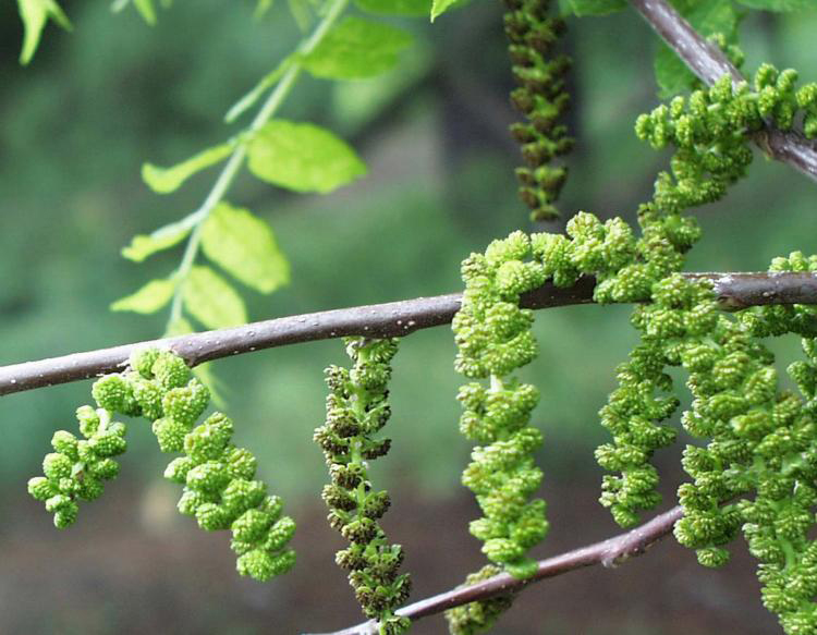 Black-walnut-flower