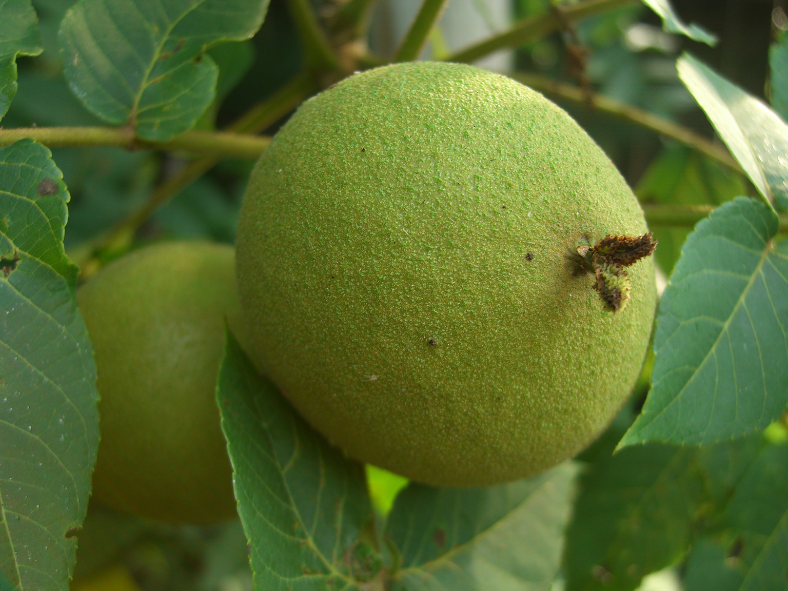 Black-walnut-fruit-unripe