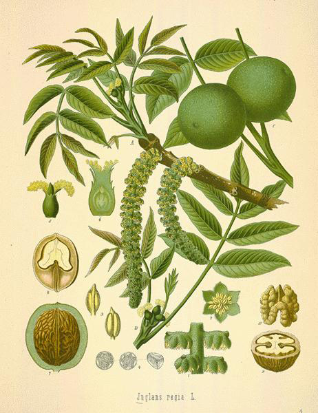 Black-walnut-illustration