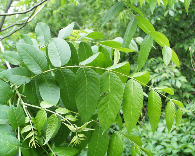 Black-walnut-leaves