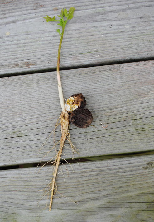 Black-walnut-seedling