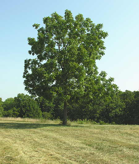 Black-walnut-tree