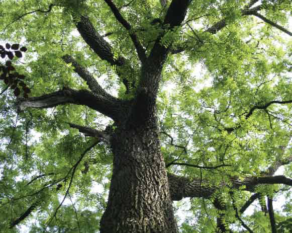 Black-walnut-trunk