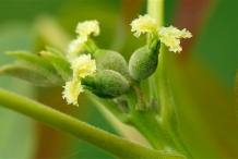 Black-walnut-bud