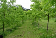 Black-walnut-farm