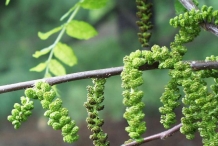 Black-walnut-flower