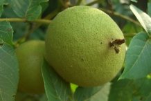 Black-walnut-fruit-unripe