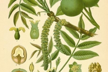 Black-walnut-illustration