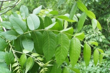 Black-walnut-leaves