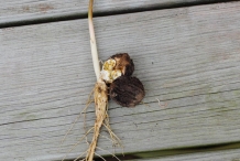 Black-walnut-seedling