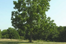 Black-walnut-tree