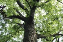 Black-walnut-trunk