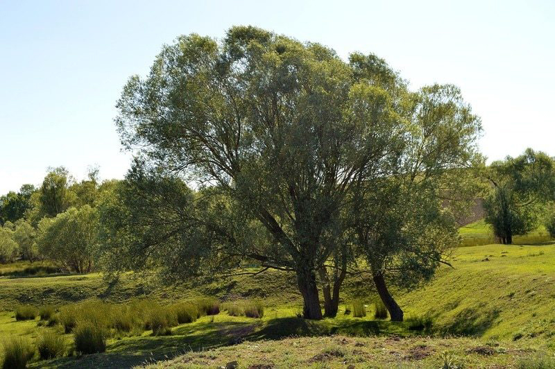 Black-willow-tree