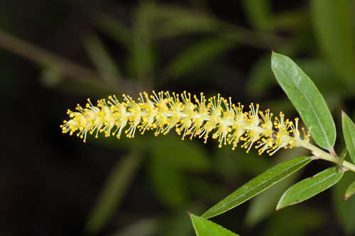 Close-view-of-Black-willow-flower