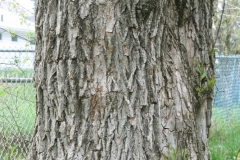 Black-willow-bark