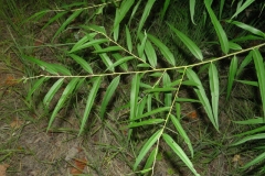 Black-willow-leaves