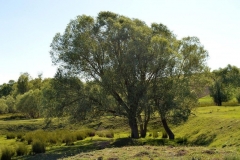 Black-willow-tree