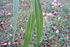 Close-view-of-Black-willow-leaf
