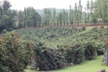 Blackberries-farm