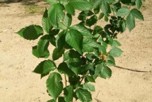 Blackberries-plant