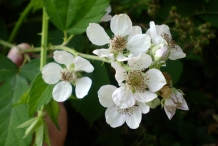 Close-up-flower-of-Blackberries