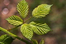 Leaves-of-Blackberries
