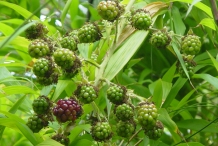 Unripe-Blackberries