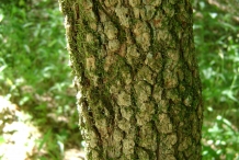 Blackhaw-bark