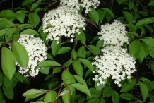 Blackhaw-flowers