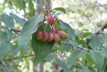 Blackhaw fruit