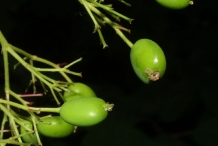 Blackhaw-immature-fruit