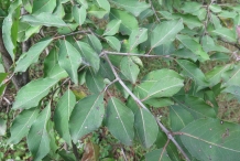 Blackhaw-leaves